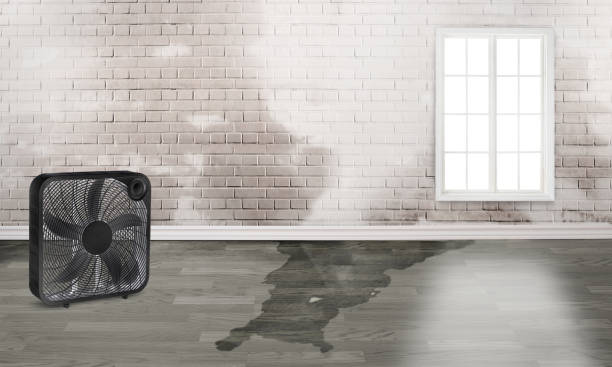 Best Carpet water damage restoration  in Herriman, UT